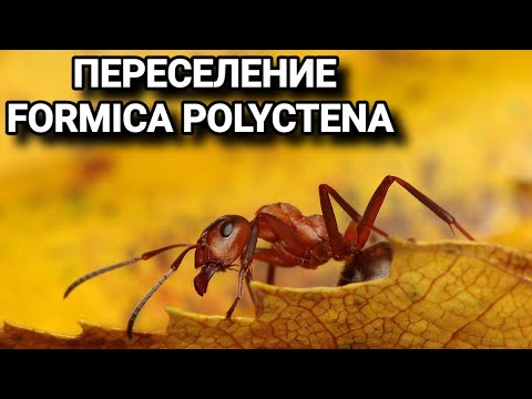 Видео: Распаковка и обзор фермы Белый Дом 4XL от 4 ants. Заселение в него муравьёв Formica polyctena.