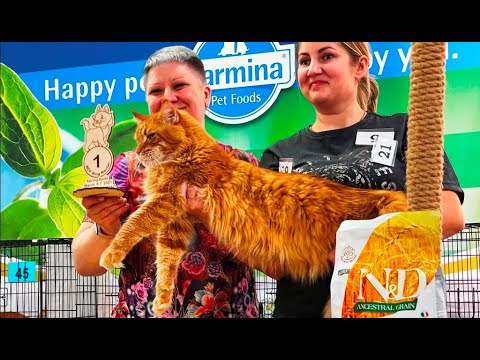 Видео: Выставка кошек 06-07 марта 2021 Сочи / Cats show Sochi