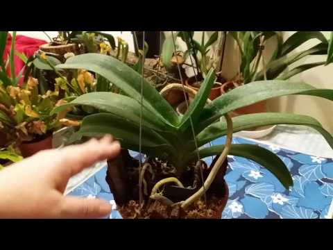 Видео: Орхидея Ринхостилис(Rhynchostylis ).Уход.