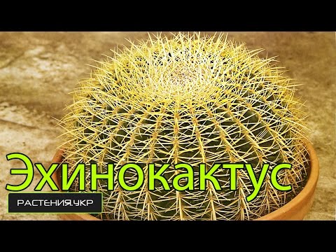 Видео: Эхинокактус грузони / Уход за кактусом
