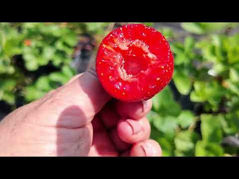 Видео: Сорти полуниці:мармоладо, сибілла, веселка, геркулес, аріанна, дюшес, дьябл, твіст.