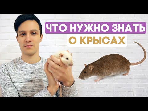 Видео: Домашние крысы – что нужно знать перед покупкой? Содержание крысы в домашних условиях