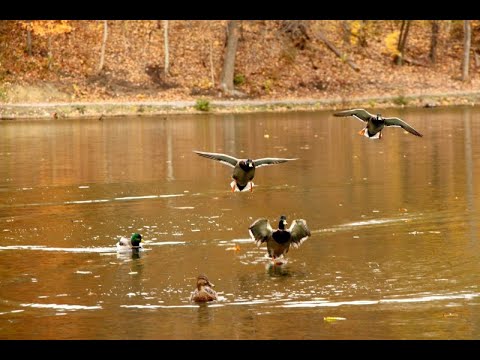 Видео: Охота на Утку с подхода 8 2023г.