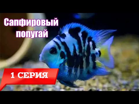 Видео: 1 часть. Сапфировые попугаи. Высаживаем мальков в 120 литров. Соседи мальков