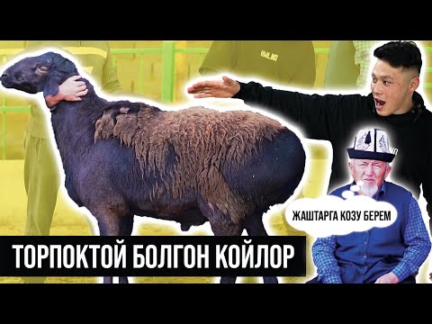 Видео: Миң баш кой баккан Өсөр ажынын койлорду багуу боюнча сырлары жана кеңештери - #ГИССАРКОЙЛОР