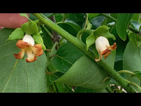 Видео: Хурма виргинская. Старое дерево + гибридные сорта