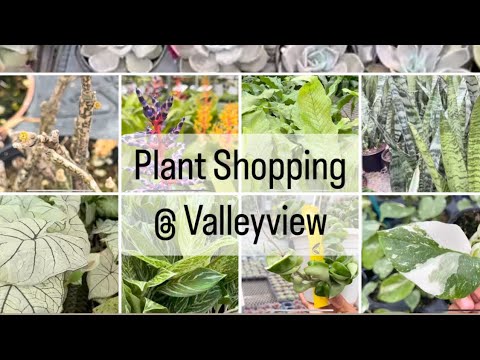 Видео: Покупка растений в Valleyview (хойя, суккуленты, филодендрон и многое другое)