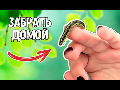 Видео: ЧТО, ЕСЛИ забрать ГУСЕНИЦУ ДОМОЙ?