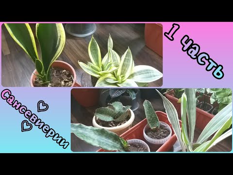Видео: 1 часть🌱Обзор Сансевиерий в хронологическом порядке🌷Хинни Голд🌱Блэк Голд🌷Кирки Блю🌱Манолин🌷Хорвуд