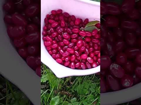 Видео: Срочно собираю кизил. Тверская область.