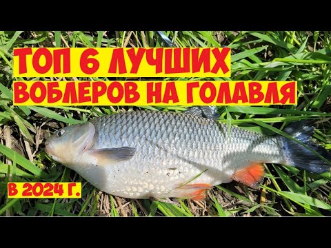 Видео: ТОП ЛУЧШИХ ПРИМАНОК НА ГОЛАВЛЯ В 2024 ГОДУ! Рыбалка на голавля!