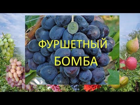 Видео: @Виноград 2018. Виноград Фуршетный. Отзыв о винограде