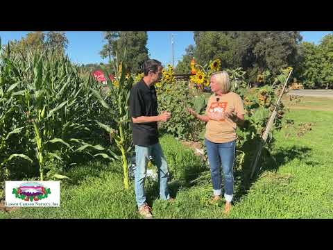 Видео: Отчет NorCal Ag – Фруктовый киоск Джулии