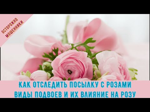 Видео: Как отследить посылку с розами? Виды подвоев и их влияние на розу. Питомник 🌹 и 🌲 Е. Иващенко