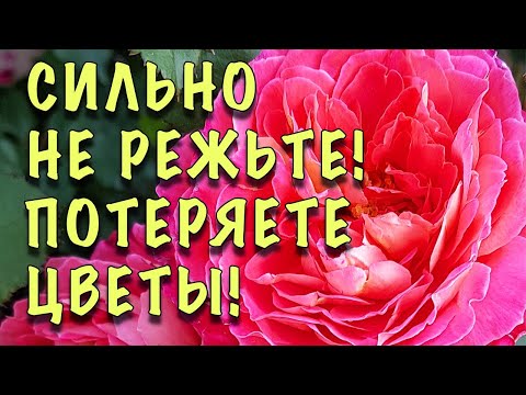 Видео: НЕ РЕЖЬТЕ НИЗКО! НЕ УВИДИТЕ ЦВЕТОВ! Роза ШРАБ. Как ПРАВИЛЬНО обрезать весной