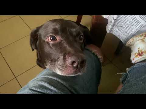 Видео: Лабрадор на минималках)