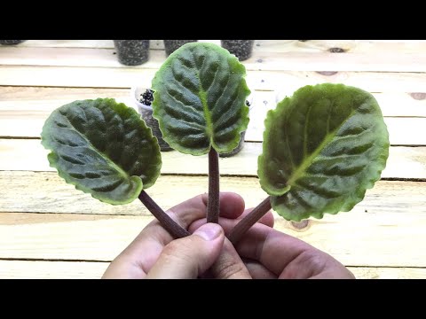 Видео: Первый ПОДРОБНЫЙ ЭКСПЕРИМЕНТ. Какой ДЛИНЫ брать ЧЕРЕНКИ для УКОРЕНЕНИЯ ФИАЛКИ? Длинный ИЛИ Короткий?