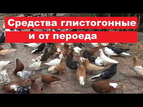 Видео: Каким противоглистовым средством пользоваться летом? Если голуби не купаются от пероеда...