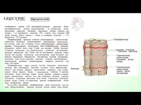 Видео: БҰЛШЫҚЕТТІҢ ЖИЫРЫЛУ МЕХАНИЗМІ | НҰРСҰЛТАН АҒАЙ
