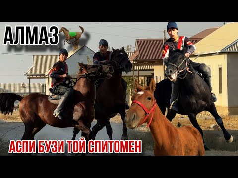 Видео: Аспи бузи куран кашка сиехи той чейрон 19 октября 2025 г.