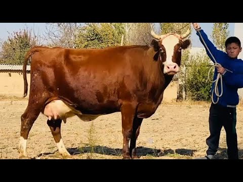 Видео: Бори Аввал Ба Ютуб Канал Баромад Гигант Оча Бача 30 литр шир ва Бугуз 10.ноябри 2025 г