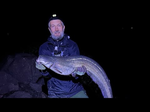 Видео: Рибалка на СОМА. СОМ на виползка. СОМ на донку з Берега