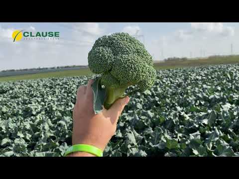 Видео: МЫ нашли самый ЛУЧШИЙ гибрид БРОККОЛЕЙ на 2021 год!