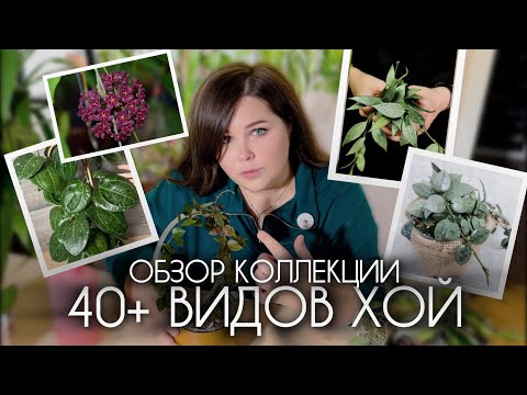 Видео: ОБЗОР КОЛЛЕКЦИИ ХОЙ | ЛЮБИМЧИКИ И НЕУДАЧНИКИ