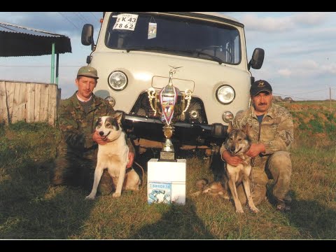 Видео: Ответы на вопросы подписчиков 2: как подбирать пары для вязок и чем кормить собак в сезон охоты