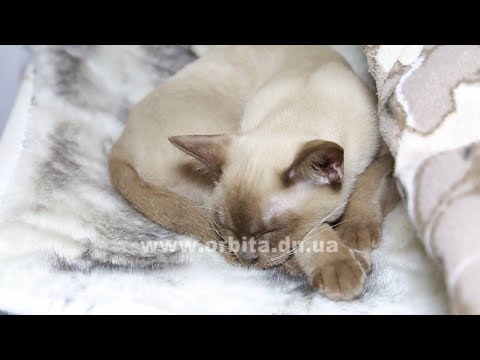 Видео: Знакомьтесь: кошки-собаки бурманской породы
