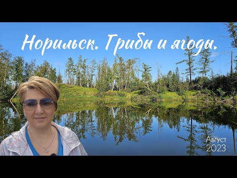 Видео: Норильск. Собираем грибы и ягоды. Природа Крайнего Севера.