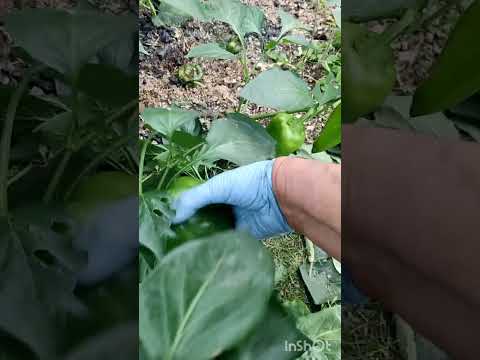 Видео: 4 сентября,проделала типа уборки в теплице),работы полно!)#дача #осень#теплица#