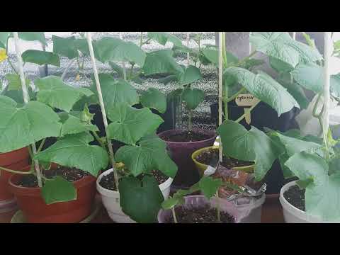 Видео: Огород на балконе. Огурцы растут, но урожая пока нет, но надежды не теряем