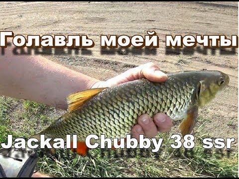 Видео: Вот это голавль! Кроулер SMITH BISEN (цикада), Jackall Chubby 38 SSR