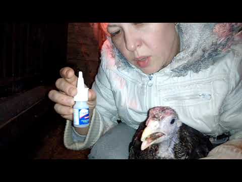 Видео: Лечение индюков от синусита и простуды