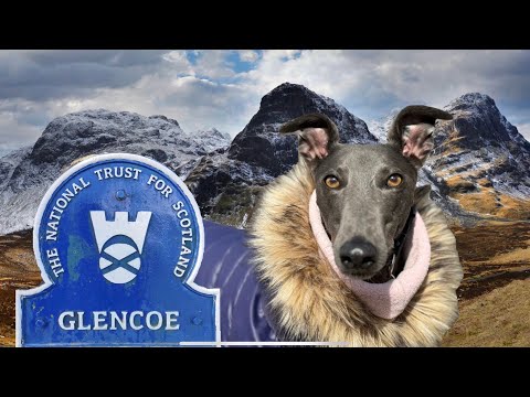 Видео: ГРЕЙХАУНД посещает паб, лес и лагеря у реки в ГЛЕНКО… Часть 6. Шотландские приключения