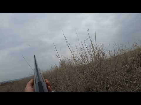 Видео: #жетысуйскаяобласть #открытие #весеняяохота #уткаселезень приятного просмотра