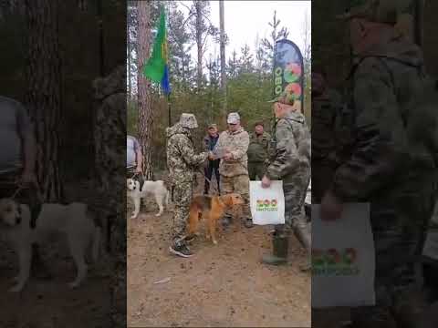 Видео: Итоги 3дня состязаний гончих на Алтае