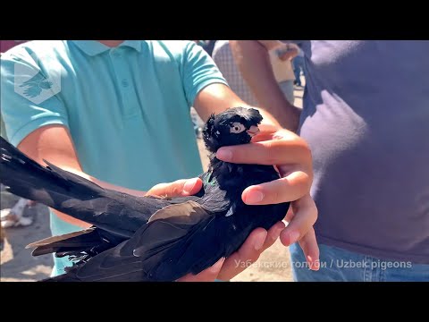 Видео: Птичий рынок г. Ташкент - ГОЛУБИ (04.09.2021) / Uzbek Pigeons