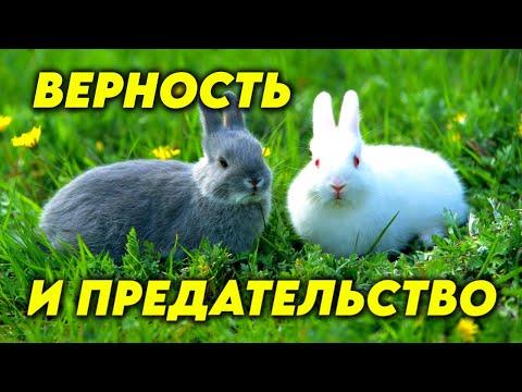 Видео: Лебединая верность - миф? Способны ли кролики на воздержание? Почему собаки такие преданные?