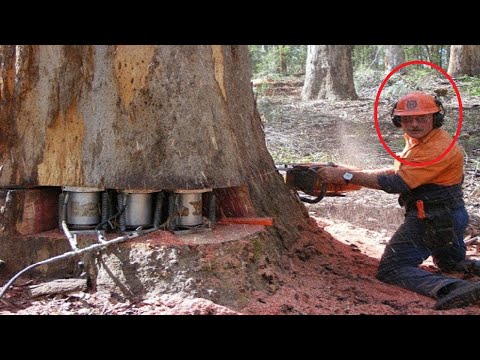 Видео: Удивительный самый быстрый навык: валка огромного дерева бензопилой, рубка дерева бензопилой