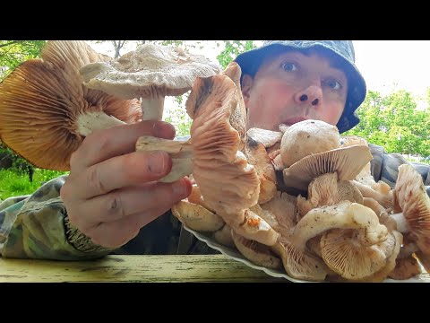 Видео: Энтолома садовая! ТЫ УЗНАЕШЬ ЕЁ из 150 видов Энталом?