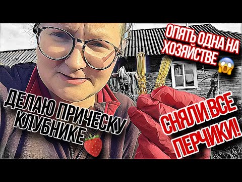 Видео: Сняли зелёные перцы 🫑 Муж ОПЯТЬ уехал🤦‍♀️ При чем тут заколки и клубника❓