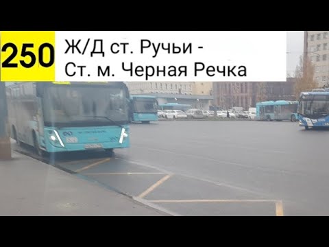 Видео: Автобус 250. Ж/Д ст. Ручьи - Ст. м. Черная Речка