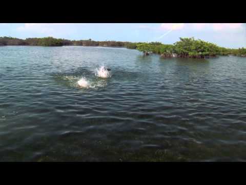 Видео: Диалоги о рыбалке. Тарпон (HD)