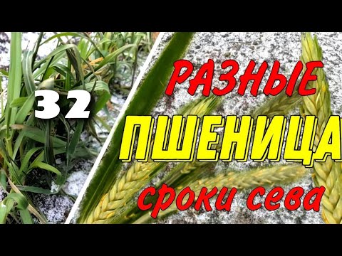 Видео: Сроки сева озимой пшеницы. Когда нужно сеять озимую пшеницу?