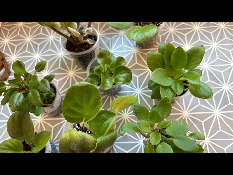 Видео: Распаковка посылки с детками фиалок • интересные сорта фиалок