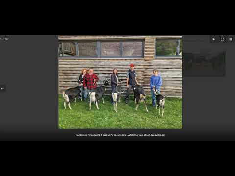 Видео: ❀ сравнение тоггенбургских пород  ❀