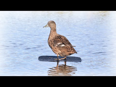 Видео: Классическая охота с подсадными утками на весеннего селезня.