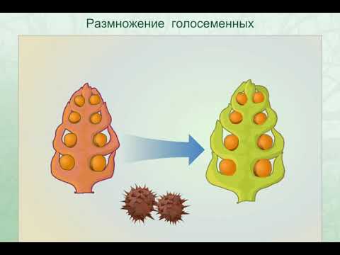 Видео: Размножение голосеменных растений.